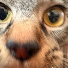 4月16日 むかわ町にて保護 （仮）サジーちゃん - 猫