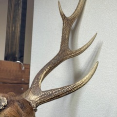 北海道平取町 上貫別産 エゾ鹿 頭部剥製（銃猟）W73×H85×D43cmの画像