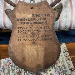 北海道平取町 上貫別産 エゾ鹿 頭部剥製（銃猟）W73×H85×D43cmの画像