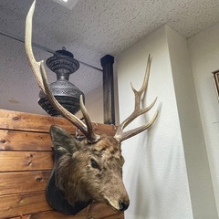 北海道平取町 上貫別産 エゾ鹿 頭部剥製（銃猟）W73×H85×D43cmの画像