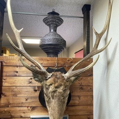 北海道平取町 上貫別産 エゾ鹿 頭部剥製（銃猟）W73×H85×D43cmの画像