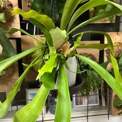 コウモリラン鉢植えの画像