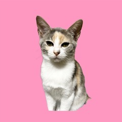 パステルカラーの子猫ちゃん🚺【里親さん決まりました】