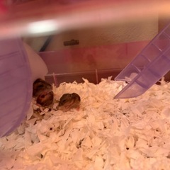 ジャンガリアン