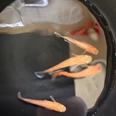 クロレラ錠🔸ミジンコやメダカの餌の画像