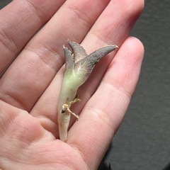 アガベ　ホワイトホーク　子株　ビザールプランツ　多肉植物
の画像