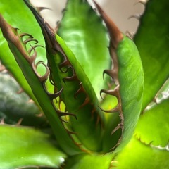 アガベ　ホリダ　ビザールプランツ　多肉植物の画像