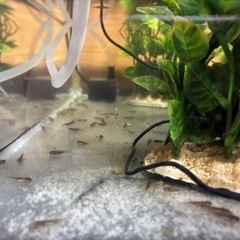 ウーパールーパー　ベビー　　欲しい方お譲りしますの画像