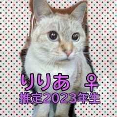 本日‼️バレンタインデー子猫祭り❣️😻２月１４日(土)すみれペッ...