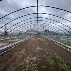 50mビニールハウス 1棟40万円｜農業・家庭菜園・倉庫利用にも｜5棟限定の画像