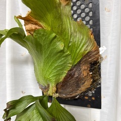 ビカクシダ　コロナリュウムの画像