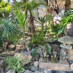 いらなくなった植木、引き取ります。