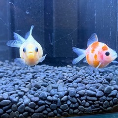 ピンポンパールの画像