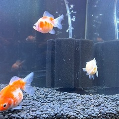 ピンポンパールの画像