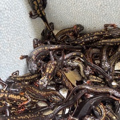 自家繁殖CB個体金箔シリケンイモリ1匹2000円の画像