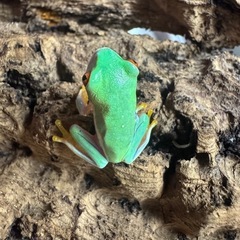 アカメアマガエル　CB(国内繁殖個体）2-2.5cm±の画像