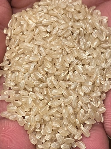 ? 《販売中》令和7年秋収穫｜一等米ヒノヒカリ 玄米30kg 