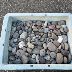 【動確済み】  アサヒサンレッド　焼き芋　いもランド　AY-1000 LPガス　業務用　とうもろこし　ジャガイモ　オールラウンドタイプの画像