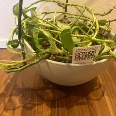 ポトス　グローバルグリーン　の画像