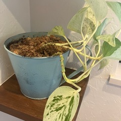 ポトス　可愛い容器ごとどうぞ！！の画像