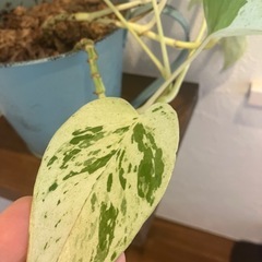 ポトス　可愛い容器ごとどうぞ！！の画像