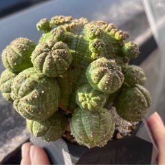 多肉植物　子吹きシンメトリカ　ユーフォルビア　1子株　　　の画像