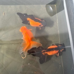 金魚　出目金　蝶尾の画像