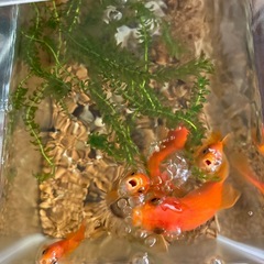 金魚❣️５匹の画像