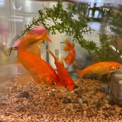 金魚❣️５匹の画像