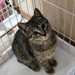 2/22譲渡会参加　キジの女の子　5か月　モミ