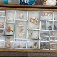 貝殻 まとめ 大量の画像