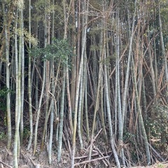 竹無料！好きなだけ貰っていただけないでしょうか？の画像