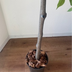 インテリアグリーン 観葉植物の画像