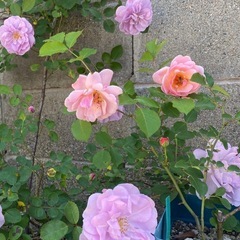 バラ　挿し木苗の画像