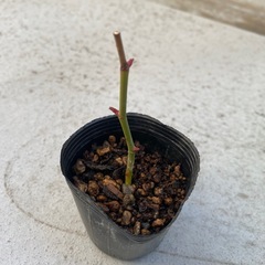 バラ　挿し木苗の画像
