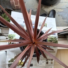 コルジリネ レッドスターの画像