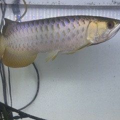 1,200アクリル水槽セットの画像