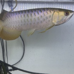 1,200アクリル水槽セットの画像