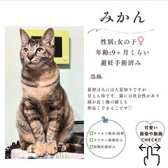 2月15日(日)10:30〜保護猫の譲渡会【ぬくもりの館】③大刀洗町