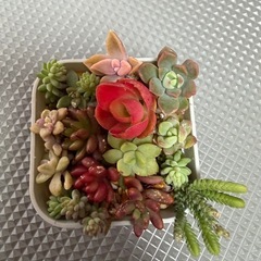 多肉植物寄せ植え🌼の画像