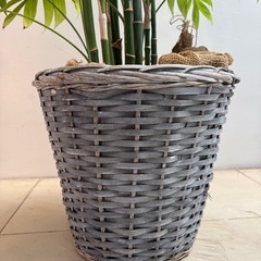 【無料】観葉植物 テーブルヤシ（チャメドレア系）※鉢カバー付きの画像