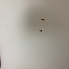 お話中　ニトリ　バーカウンターの画像