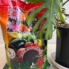 【無料】モンステラ🌿観葉植物　土付きの画像