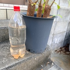 観葉植物 パキラ   苗から15年物 の画像