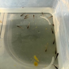 金閣　選別外10匹程度の画像