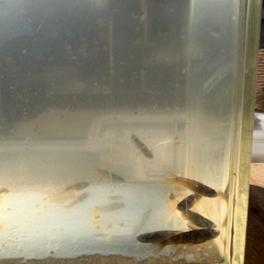 金閣　選別外10匹程度の画像