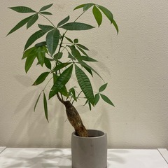 美しい観葉植物× 2鉢セットの画像