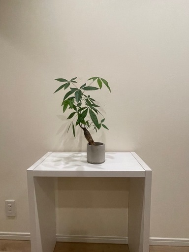 美しい観葉植物× 2鉢セット (goro) 六本木のその他の中古あげます