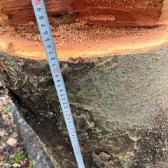 ケヤキの丸太　　特大の画像