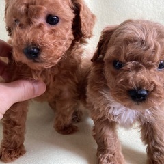 トイプードル家族決まりました　ありがとうございます - ペット
